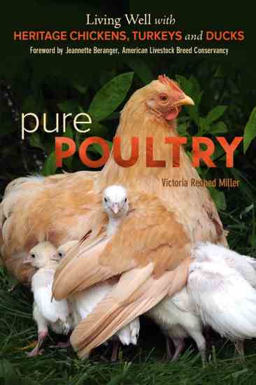 "Pure Poultry" by Victoria Redhed Miller is the first book in nearly a hundred years to focus on heritage breeds of chickens, turkeys and ducks, and their role in a self-reliant lifestyle.